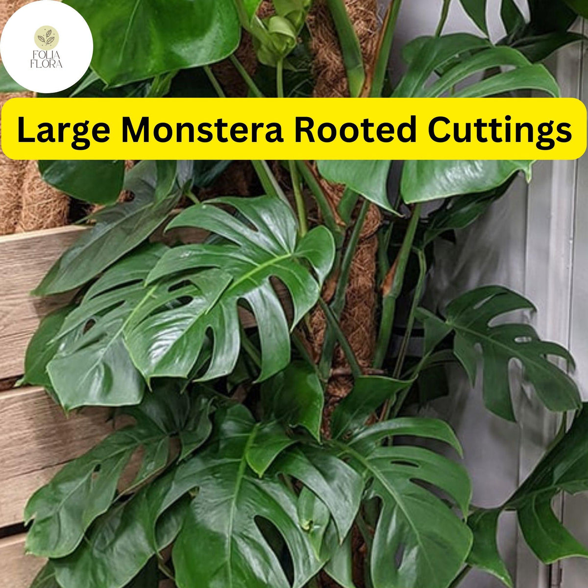 Large Monstera Deliciosa Rooted Cutting - Tropical Live Plant - Fenestrated Green Leaves - Easy Care Indoor/Outdoor Plant