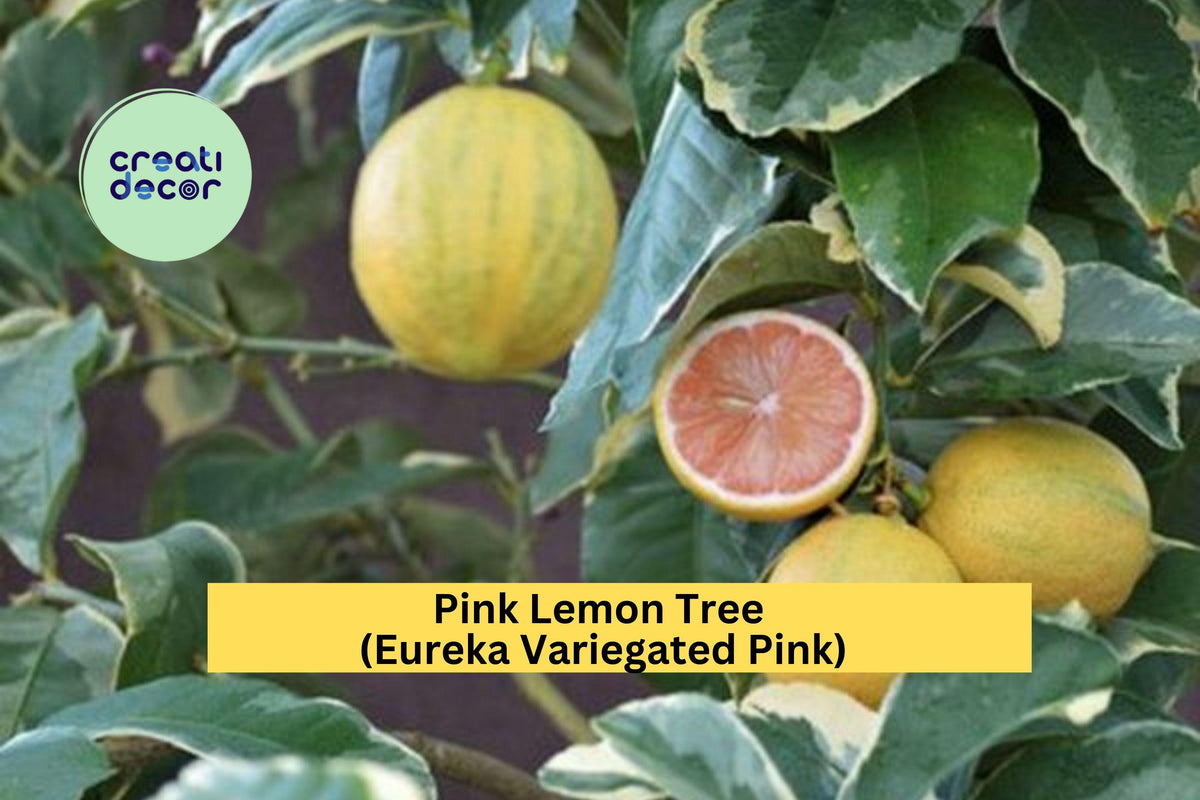 Pink Lemon Tree Variegated Eureka Citrus Live Plant with Pink Flesh and Green-Striped Fruit