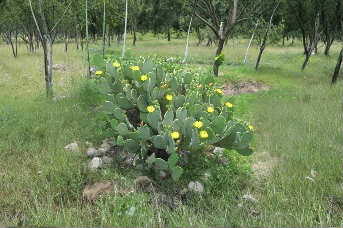 Spineless Prickly Pear Cactus Cuttings - 2 Pads Opuntia Cacanapa - Hardy Drought Tolerant Edible Pads for Xeriscapes