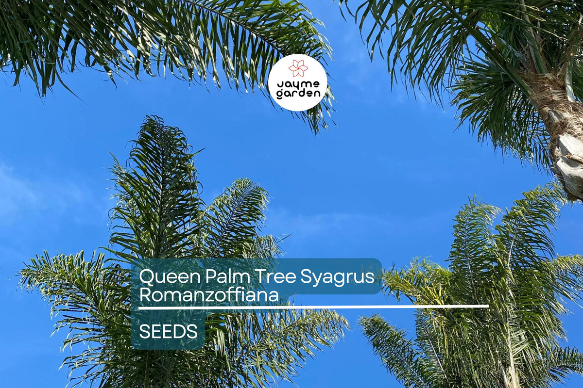 25+ Queen Palm Seeds - Syagrus romanzoffiana - Fast-Growing Tropical Palm for Gardens and Landscapes - Easy to Grow