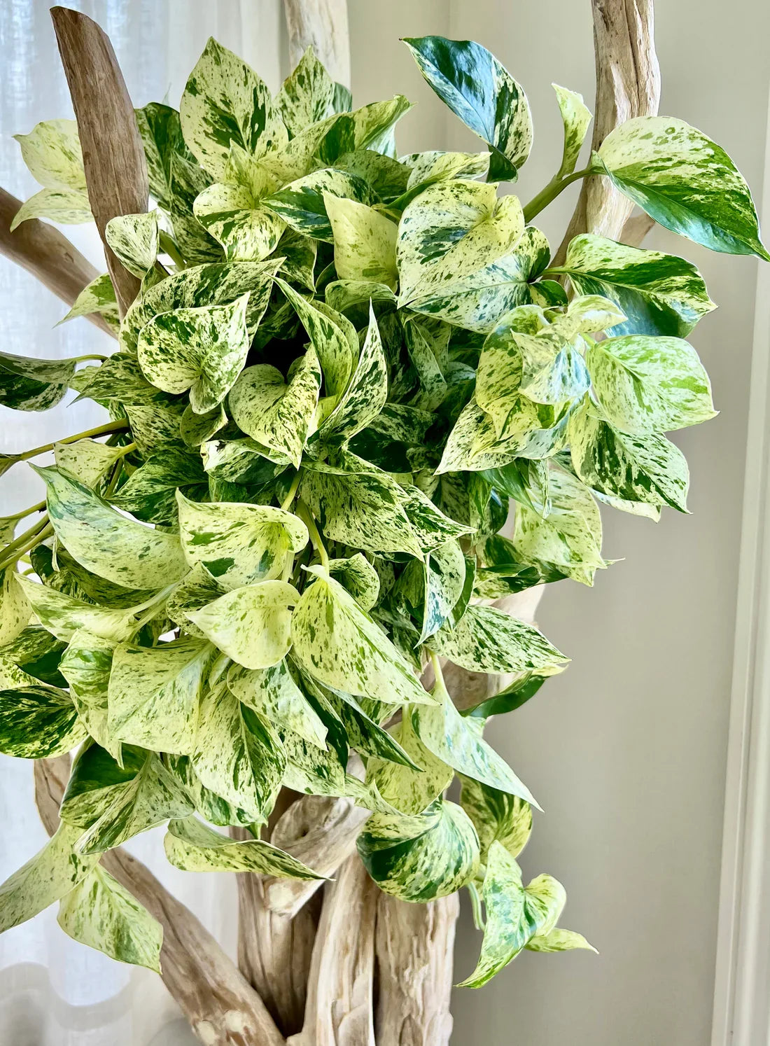Snow Queen Pothos Cuttings – Variegated Indoor Vine, Epipremnum aureum, 4-6 Inch Unrooted Propagation Starter