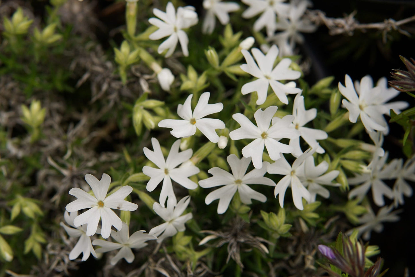 Snowflake Creeping Phlox Seeds - White Ground Cover, Drought Tolerant, Perennial, Phlox subulata, Rock Garden, Butterfly Attracting Seeds
