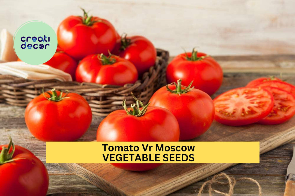 Tomato Seeds 3pcs 100mg VR Moscow Early Heirloom Cold Tolerant Solanum lycopersicum Rich Flavor Container Friendly
