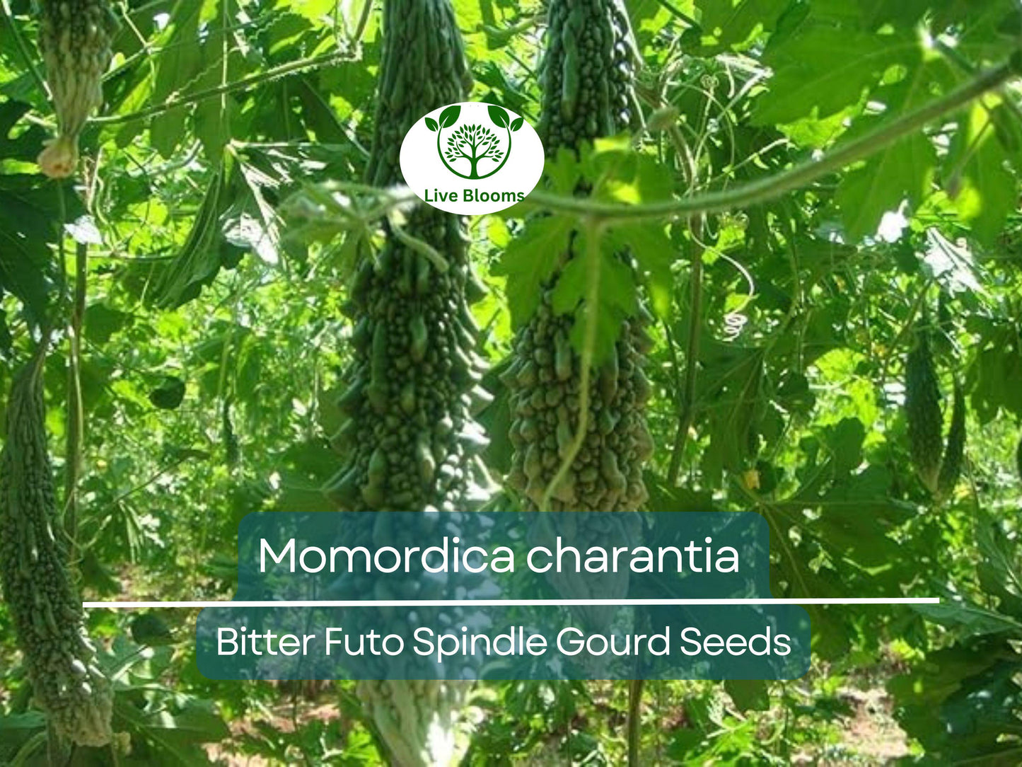 5 Seeds Gourd Bitter Futo Spindle – Hybrid Non-GMO Momordica charantia for Home Gardening