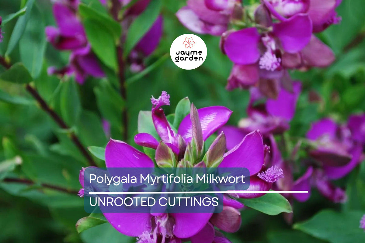 Polygala Myrtifolia Cuttings 6" - Sweet Pea Bush, Evergreen Perennial, Pink Purple Blooms, Fast Growing, Drought Tolerant Shrub