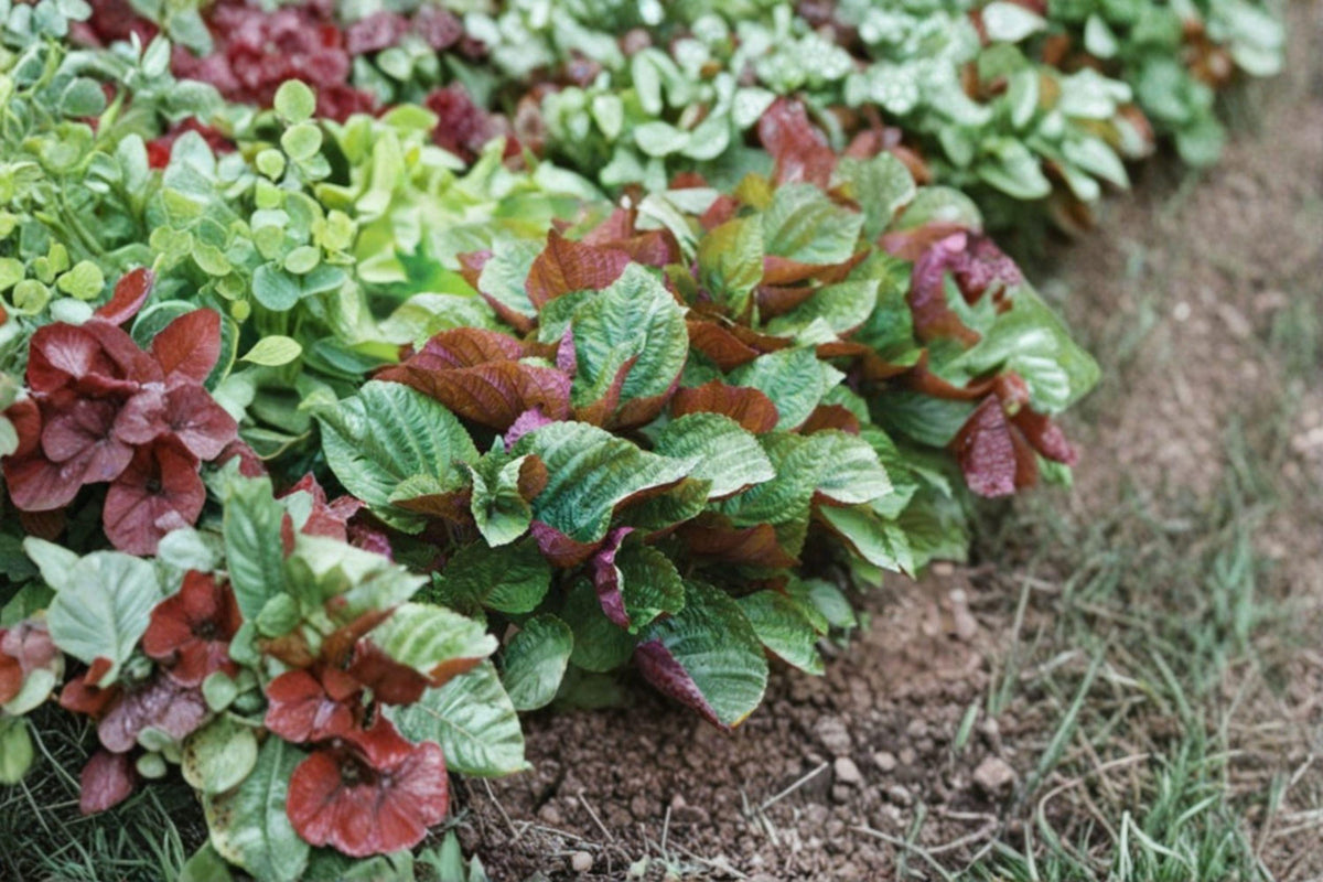 Perilla Seeds 400 Count - Jeok Ssam Ip Korean Red Perilla, Aromatic Culinary Herb, Edible Leaves - Perilla frutescens var. crispa