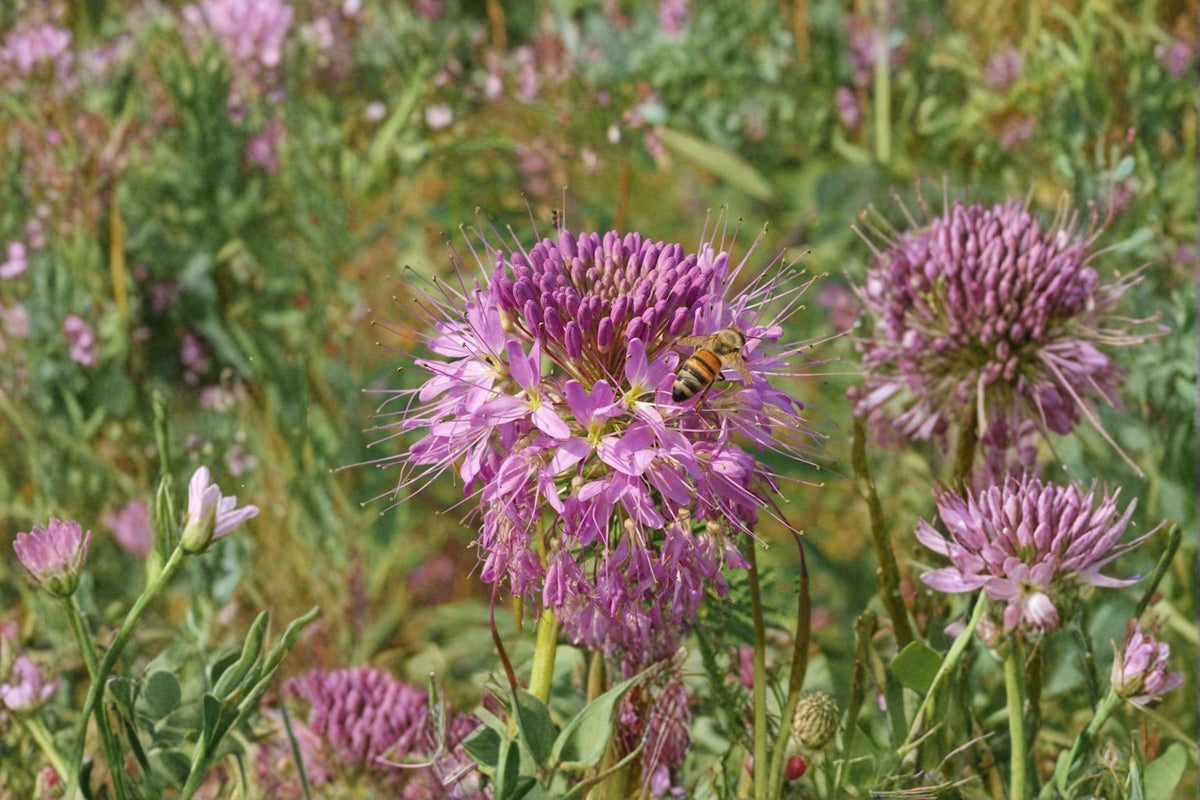 Rocky Mountain Bee Plant Seeds - 75 Pack - Cleome serrulata - Native Annual Wildflower for Pollinator Gardens