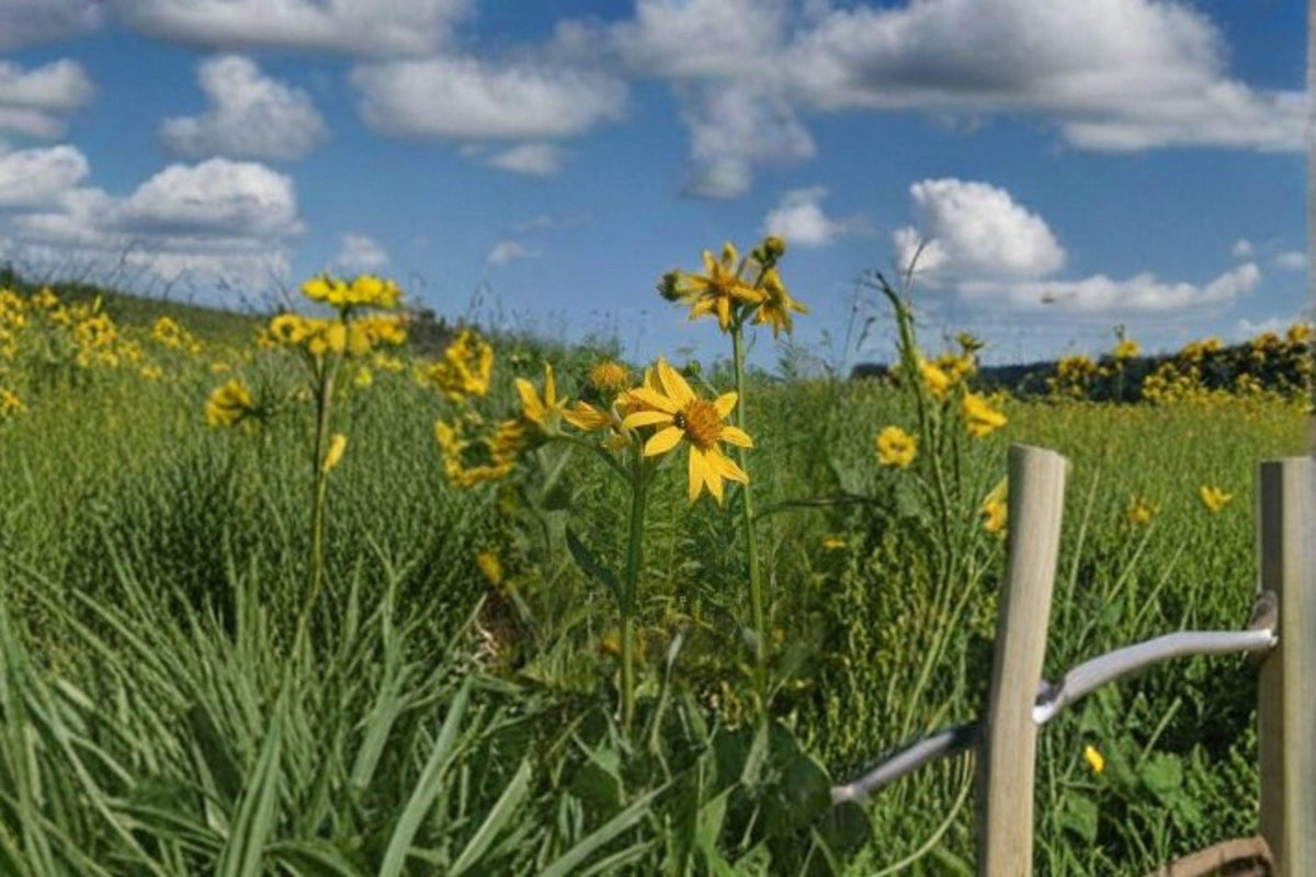 Yellow Crownbeard Seeds - 30 Seeds of Verbesina helianthoides | Bright Yellow Native Perennial Wildflower for Pollinators