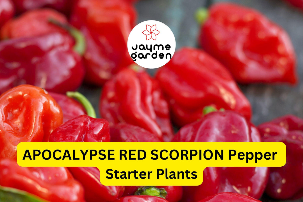 3 Apocalypse Red Scorpion Pepper Starter Plants - Super Hot Chili Capsicum chinense for Spicy Recipes & Container Growing