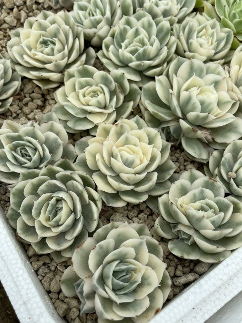 Echeveria Onslow Variegata – Rare Variegated Succulent 2–3” Live Bare Root Easy Care Plant