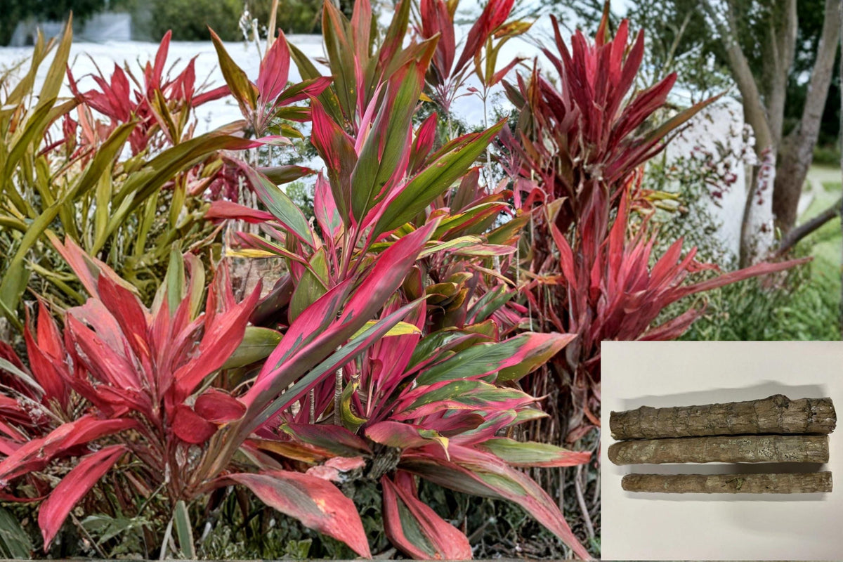 Hawaiian Hybrid Ti Leaf Cuttings 6 Inch Green Pink Red Cordyline fruticosa - Tropical Ornamental Plant for Propagation