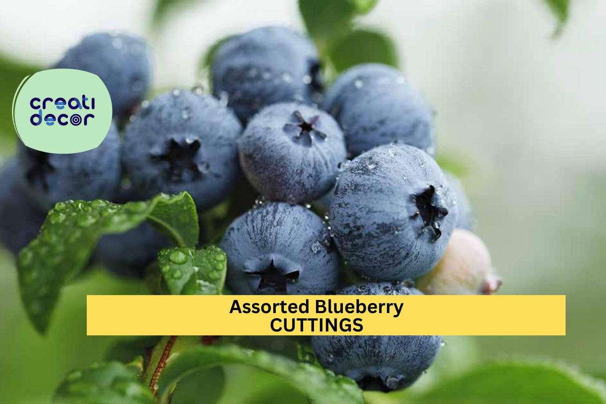 5 Organic Blueberry Cuttings Assorted Vaccinium Varieties for Propagation | Unrooted Fruit Plant Scions