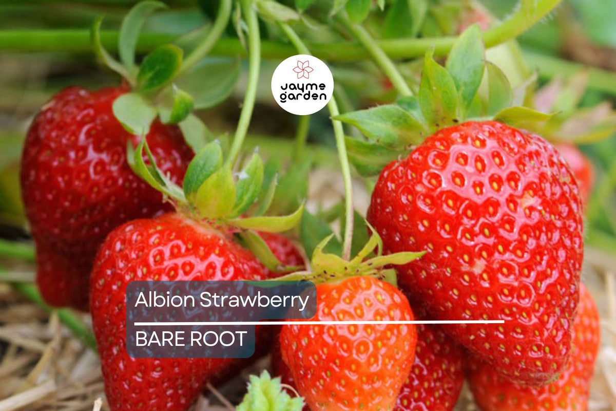 10 Bare-Root Albion Strawberry Plants – Day-Neutral, Large Sweet Berries, Fragaria × ananassa 'Albion' for Home Gardens