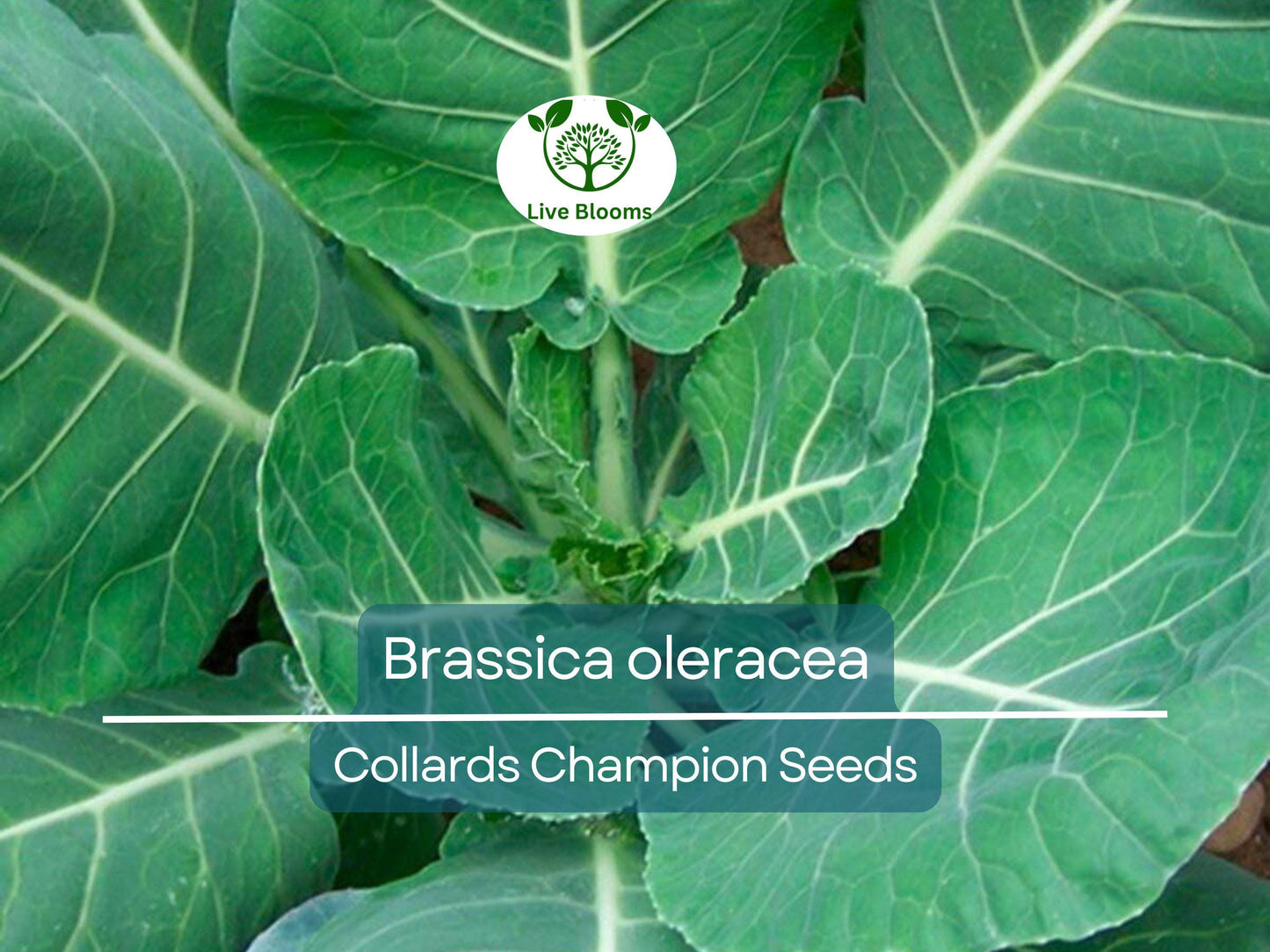 300 Seeds Collards Champion – Heirloom Brassica oleracea for Nutritious, High-Yield Garden Greens