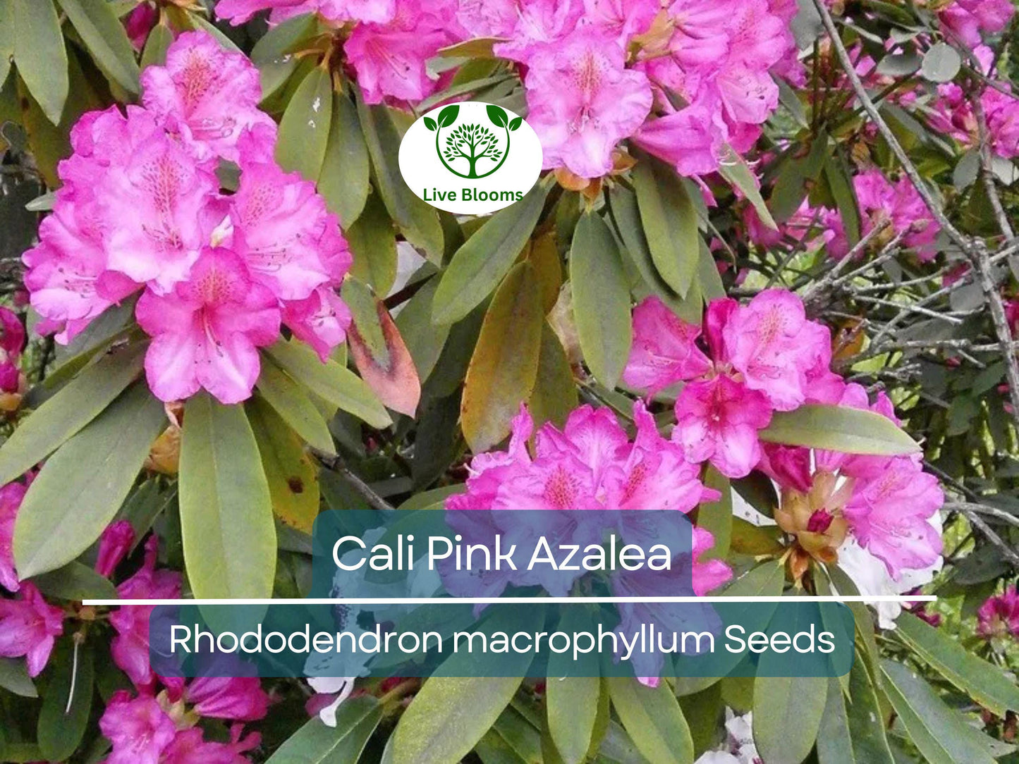 50 Cali Pink Azalea Seeds - Rhododendron macrophyllum, Hardy Pink Flowering Shrub for Gardens