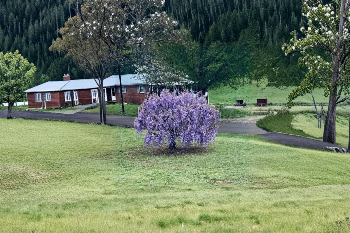 Purple Wisteria Live Vines (2) 12–18" Tall Flowering Climbing Vine Wisteria spp. for Arbors and Trellises