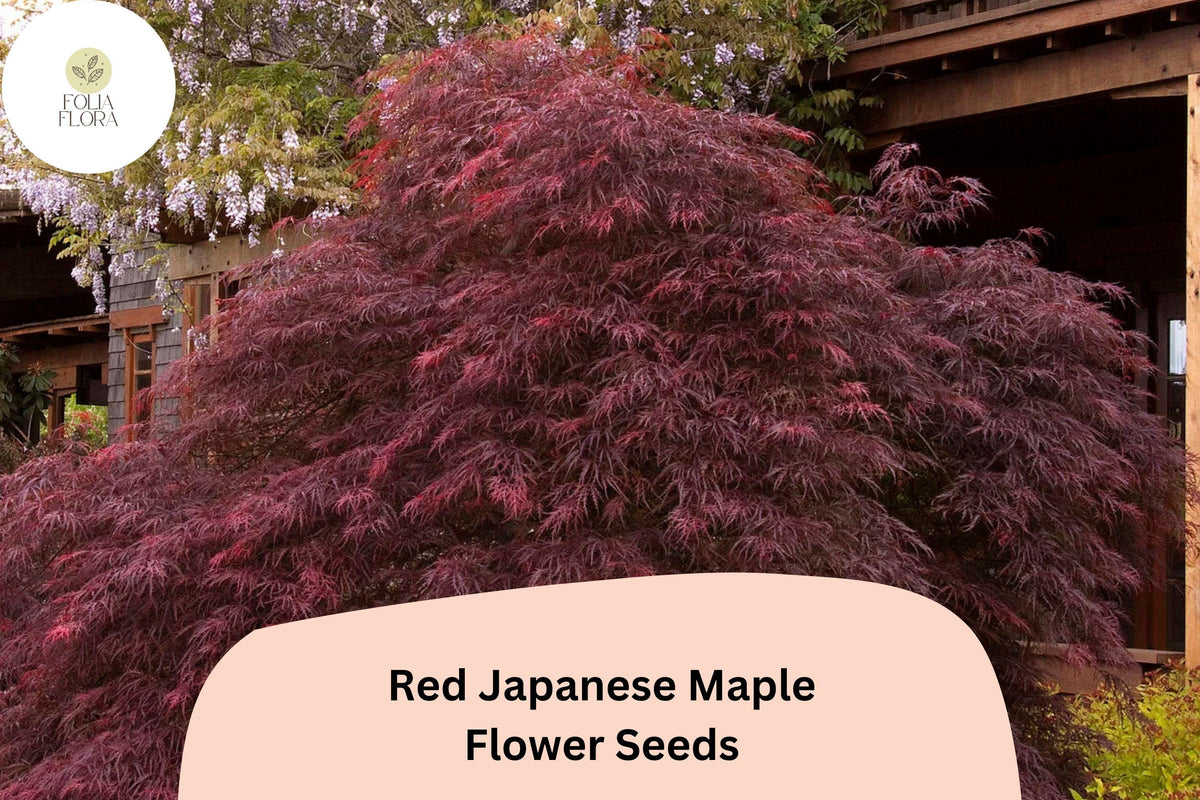 25 Red Japanese Maple Seeds | Acer palmatum Atropurpureum | Rare Ornamental Tree | Deep Red Foliage for Gardens and Bonsai