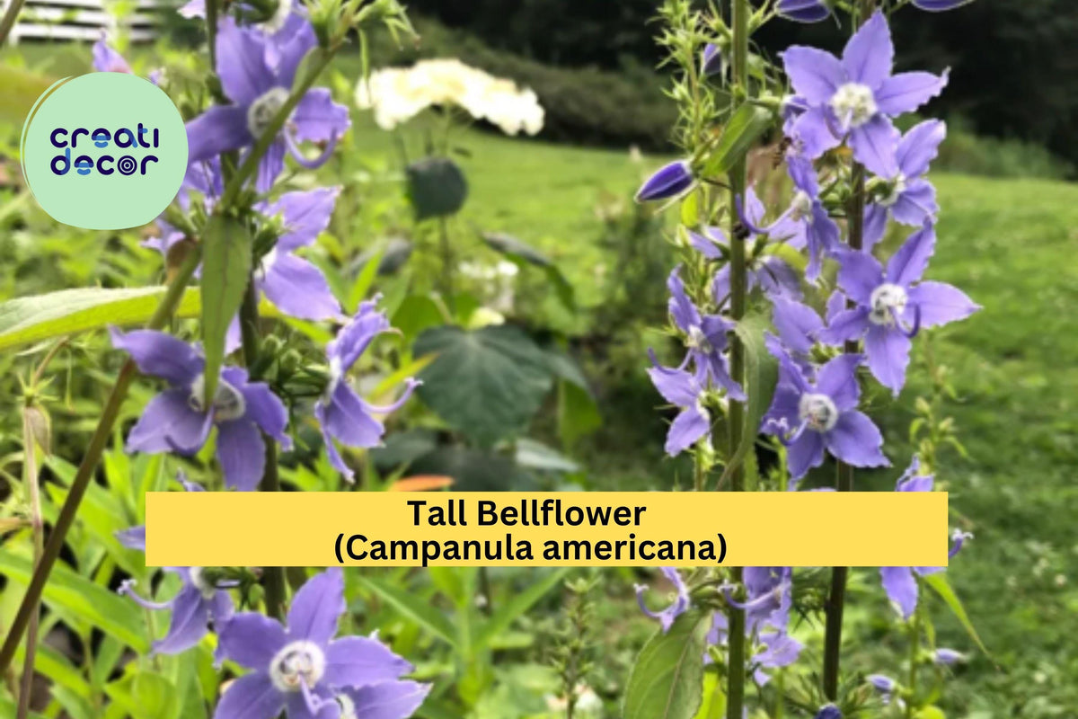 Tall Bellflower Seeds 500 Count | Blue Violet Blooms | Campanula americana | Native Wildflower for Pollinator Gardens | Zones 4-8
