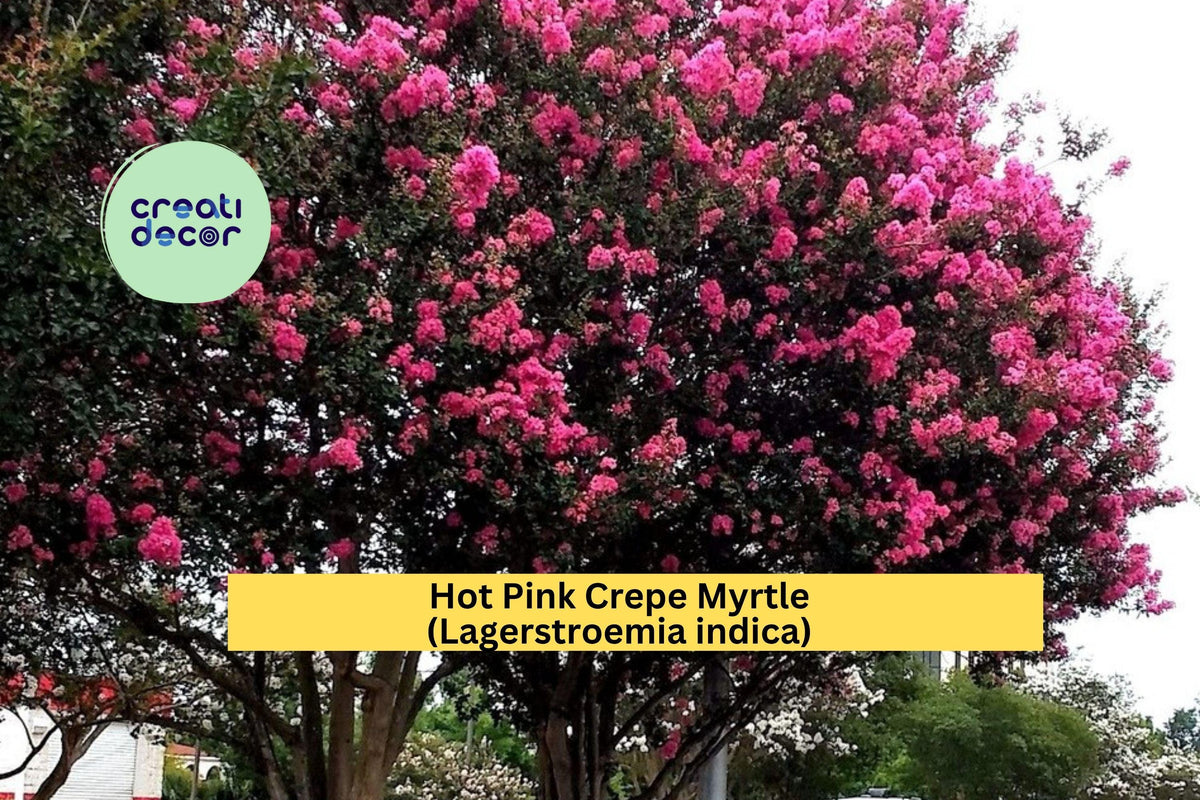Hot Pink Crepe Myrtle Plants | Set of 2 Live Rooted Flowering Shrubs | Lagerstroemia indica | Summer Blooms