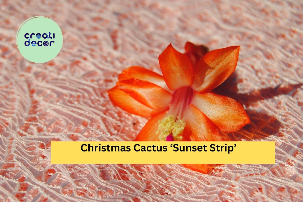 Christmas Cactus Starter Plant - ‘Sunset Strip’ with Orange-Gold Blooms - Schlumbergera truncata - Easy Indoor Houseplant