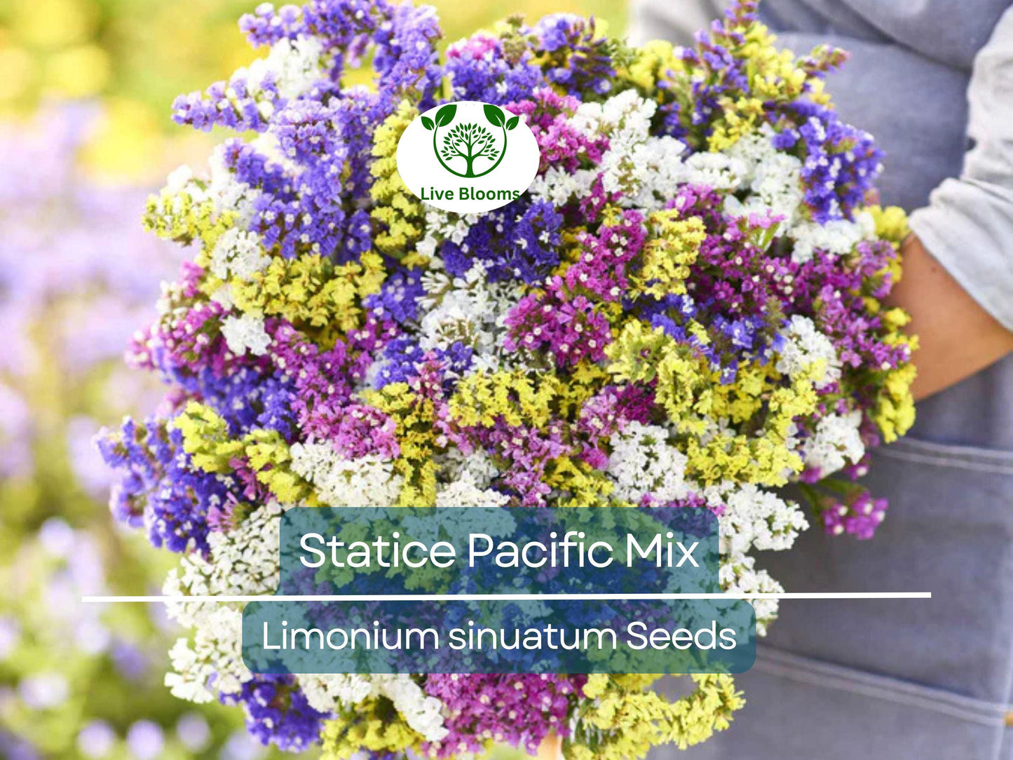 100 Seeds Statice Pacific Mix Non-GMO - Long-Lasting Cut Flowers for Dried Arrangements