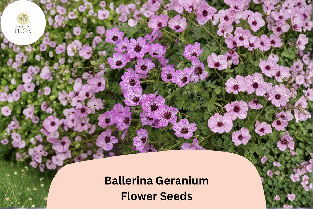 25+ Ballerina Geranium Seeds | Purple Hardy Cranesbill Perennial Ground Cover