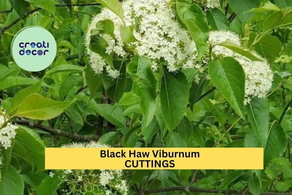 Blackhaw Viburnum Cutting - Viburnum prunifolium Native Hardy Flowering Shrub for Garden and Landscape