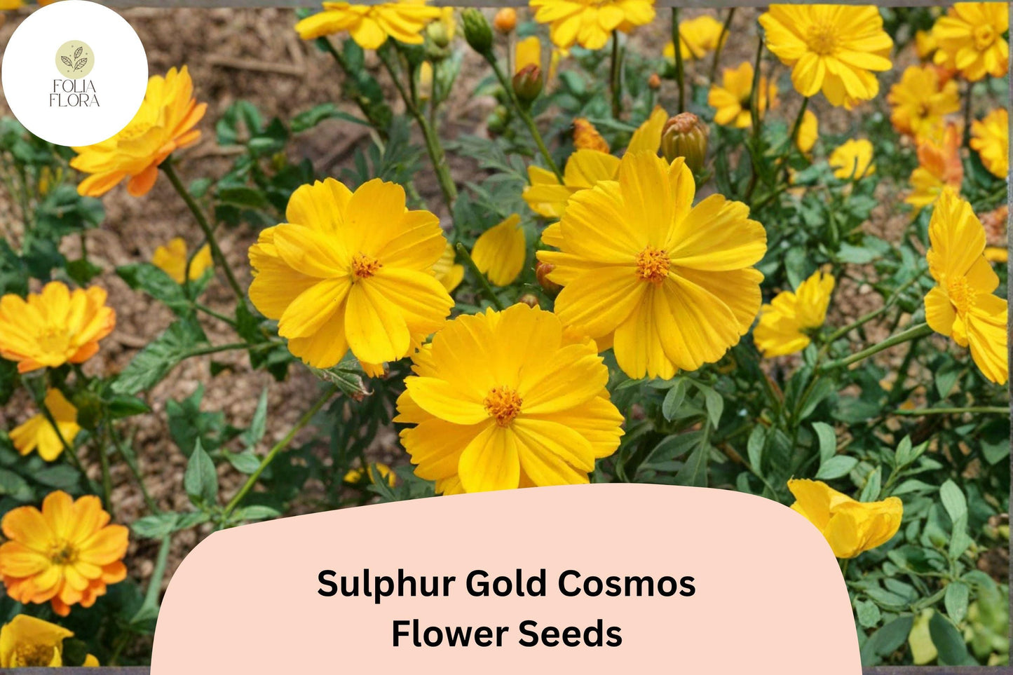 200+ Sulphur Gold Cosmos Seeds | Bright Yellow-Orange Annual Flowers | Easy to Grow Cosmos sulphureus