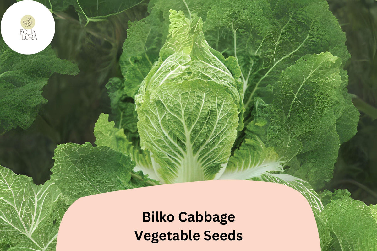 Bilko Cabbage Seeds - 500+ Bulk Hybrid Napa Variety - Brassica rapa Pekinensis - Tender, Mild-Sweet Flavor for Cooking