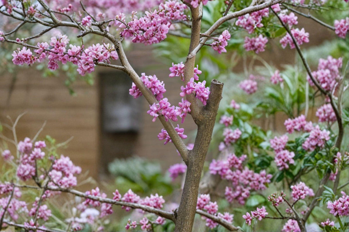Chinese Redbud Seeds - 10 Pack - Rosy-Pink Spring Blooms - Cercis chinensis - Compact Ornamental Tree - Pollinator-Friendly