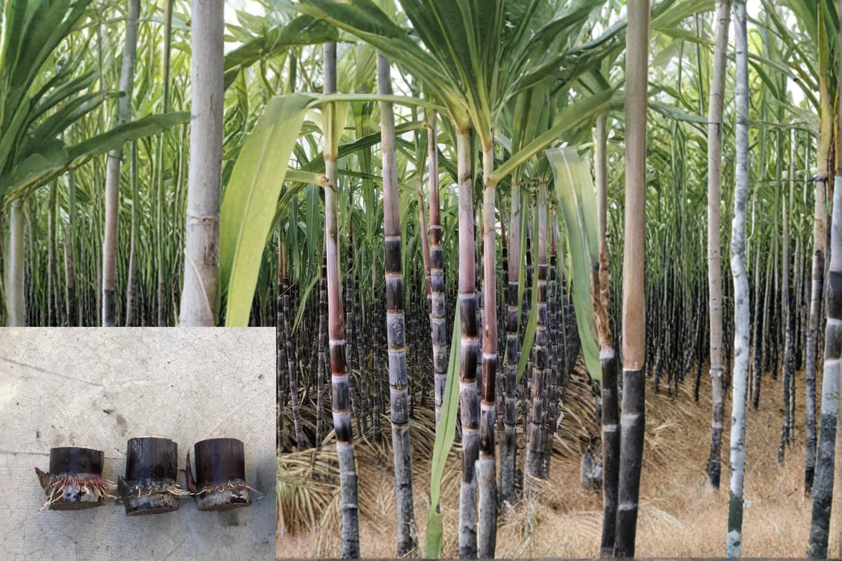 Sugarcane Cuttings 5 Rooted Dark Purple Saccharum officinarum Tropical Grass for Sweet Juice Production