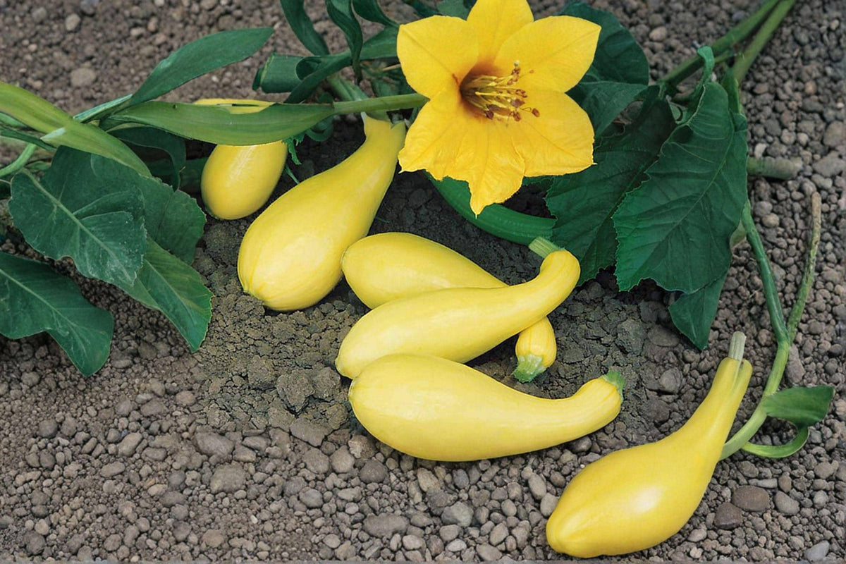Early Summer Crookneck Squash Seeds - Heirloom Variety, Tender Yellow Fruit, Cucurbita pepo, 10 Seeds for Home Garden