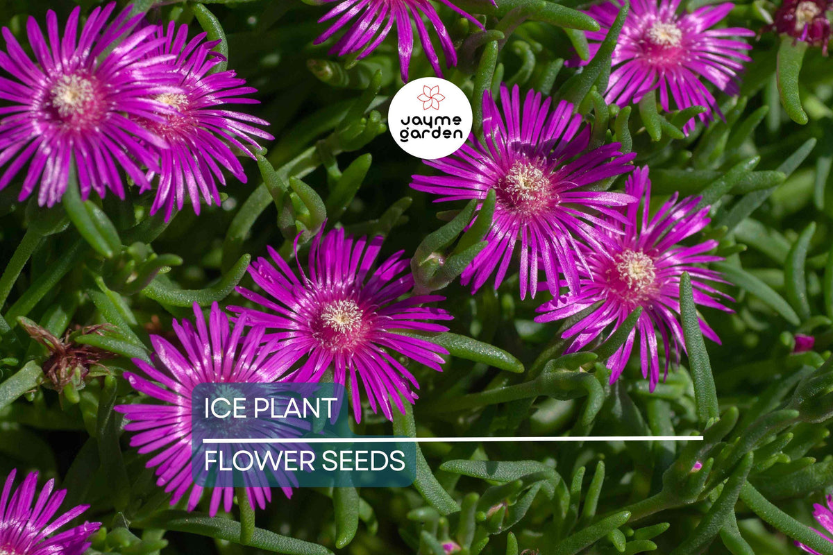 Ice Plant Seeds - 20 Hardy Delosperma cooperi, Magenta Flowers, Drought-Tolerant Ground Cover for Rock Gardens and Borders
