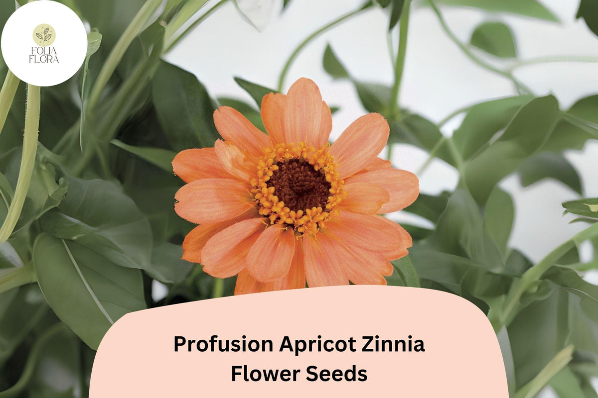 Profusion Apricot Zinnia Seeds - 100+ Peach-Orange Blooms, Zinnia hybrida, Heat-Tolerant Annual Flower for Summer Gardens