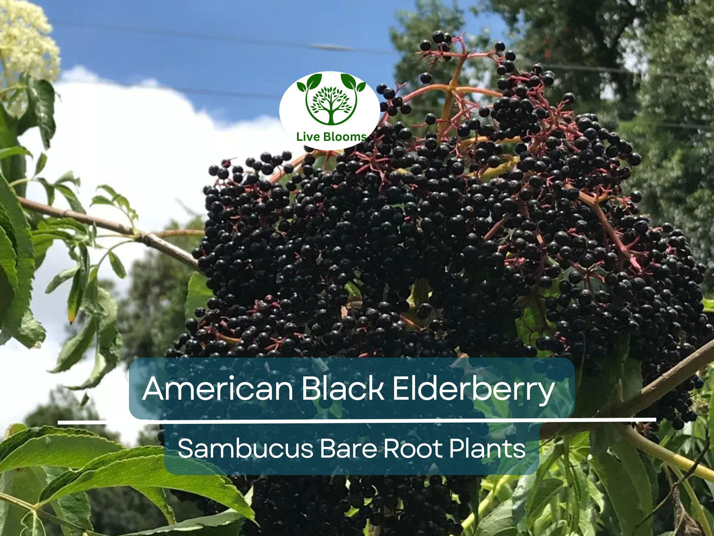 2 American Black Elderberry Plants - Sambucus canadensis Bare Root Live Bush for Berry Gardens
