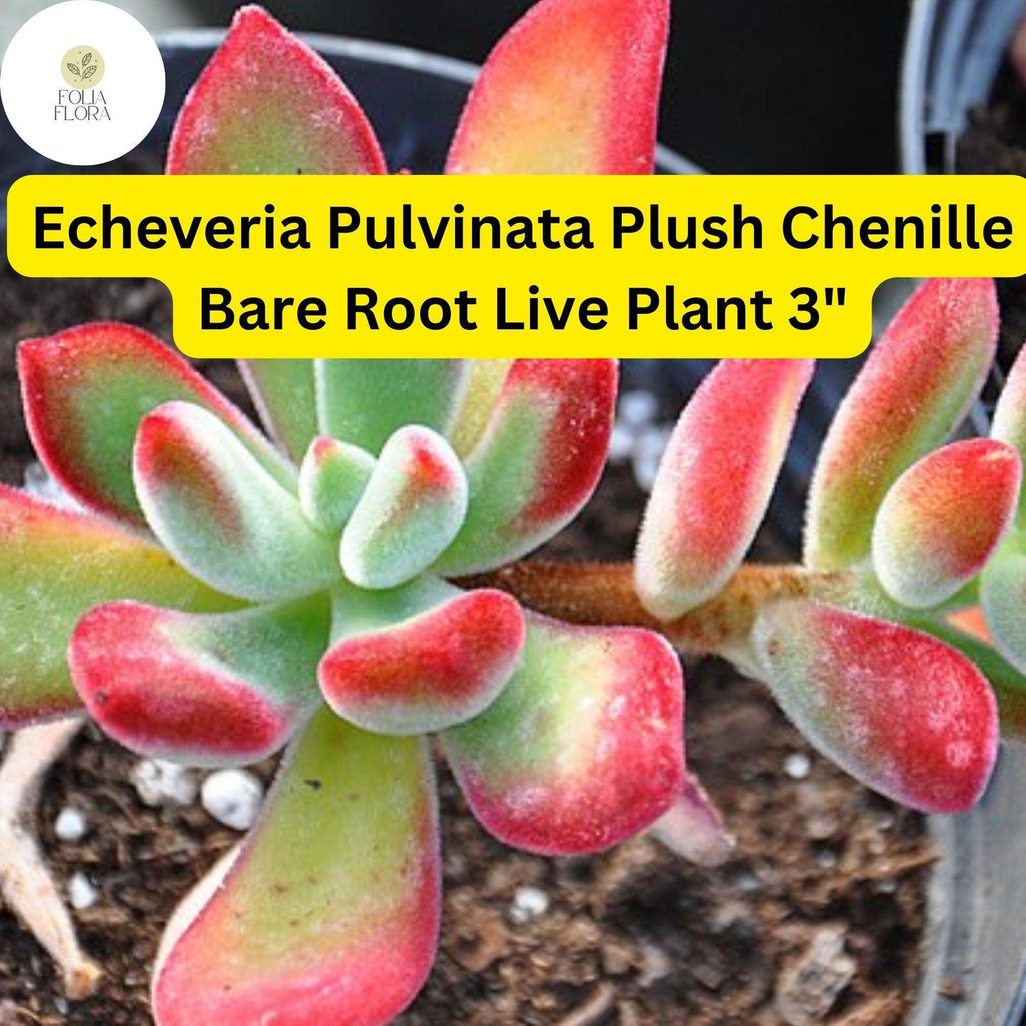 Echeveria pulvinata ‘Plush Chenille’ 3" Bare Root Succulent Plant with Fuzzy Red-Green Leaves