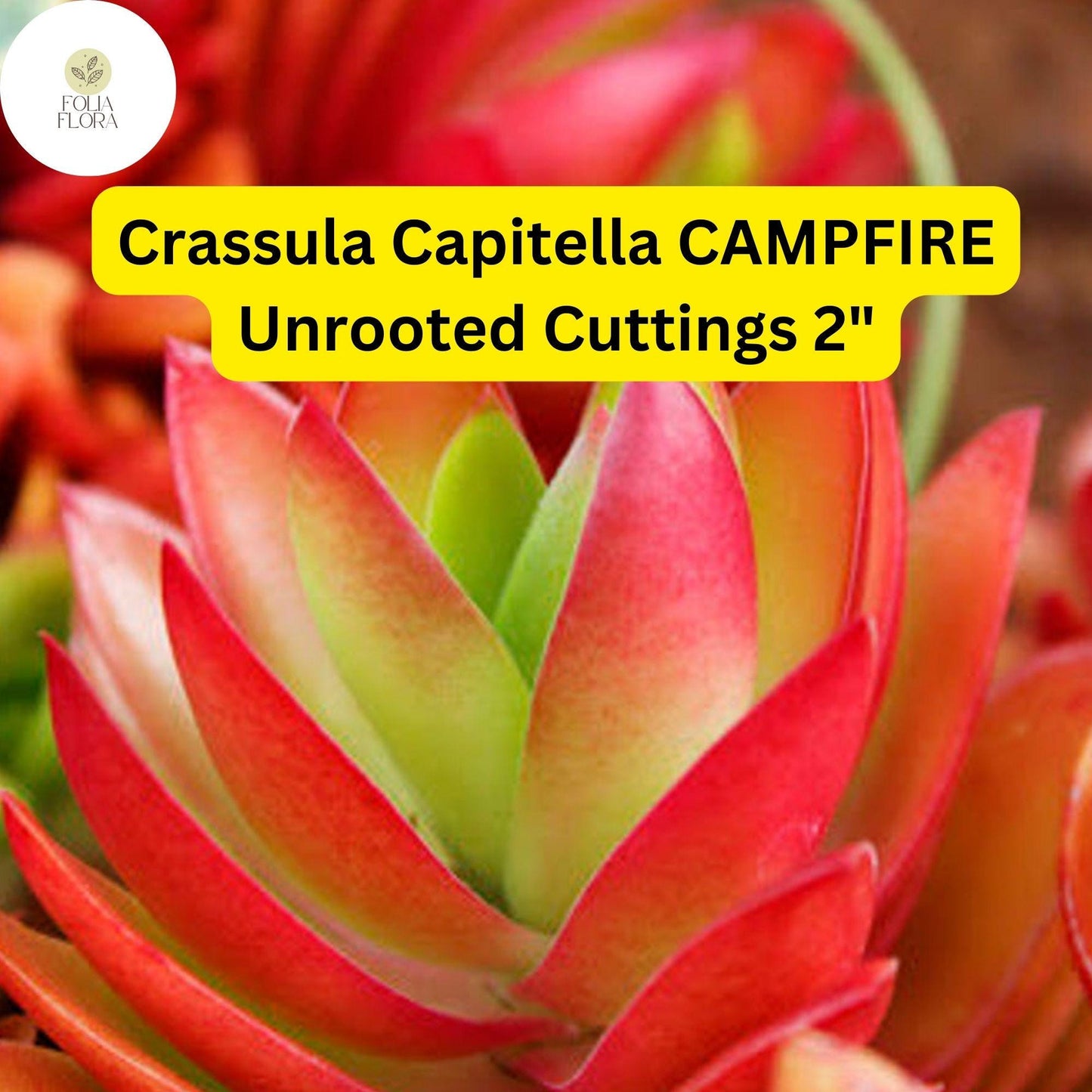 Crassula Capitella ‘Campfire’ 3 Unrooted Cuttings | Red-Tinged Trailing Succulent, Easy Care