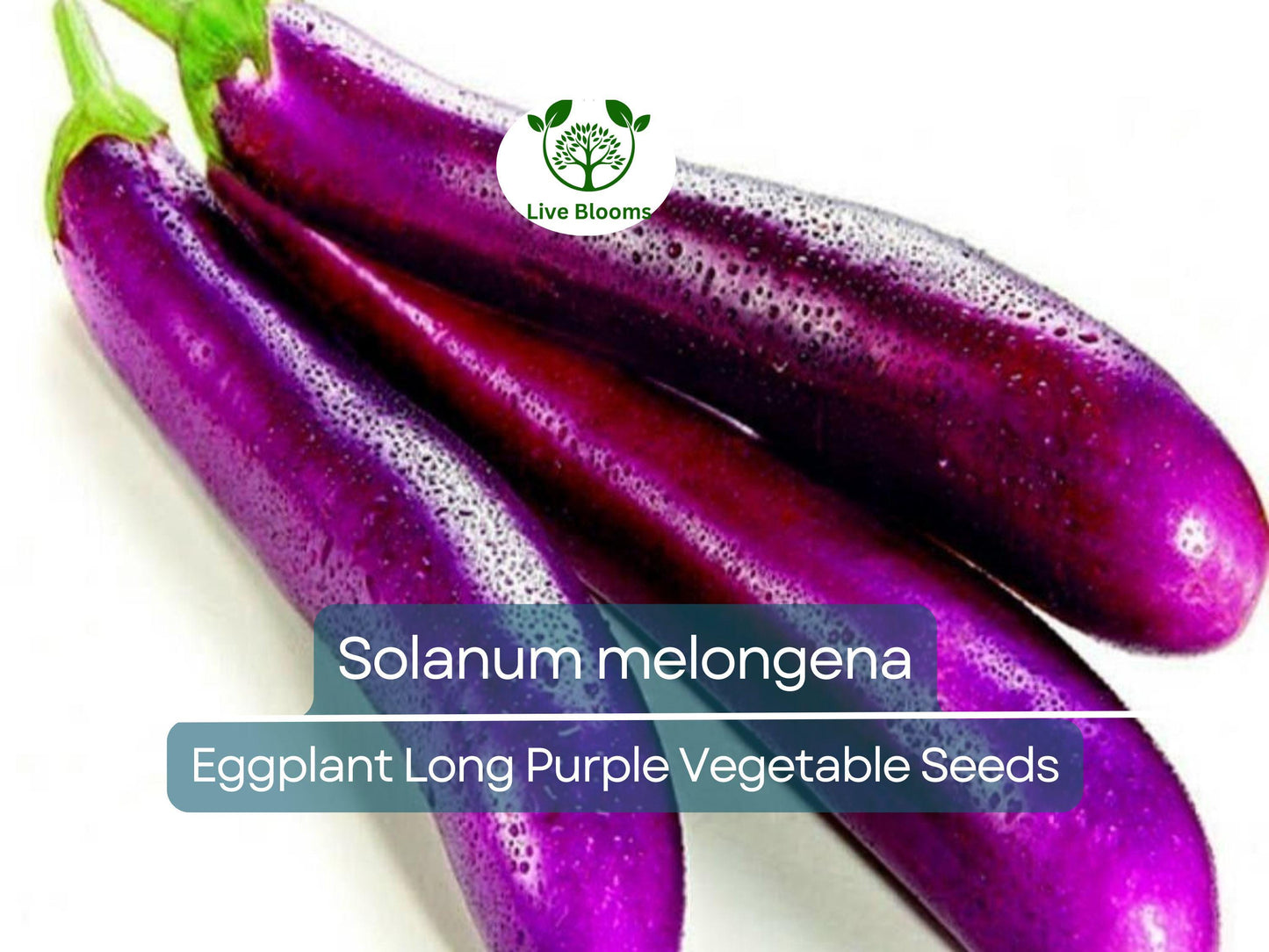 50 Seeds Eggplant Long Purple - Non-GMO Heirloom, Easy to Grow, High Yield Organic Vegetable