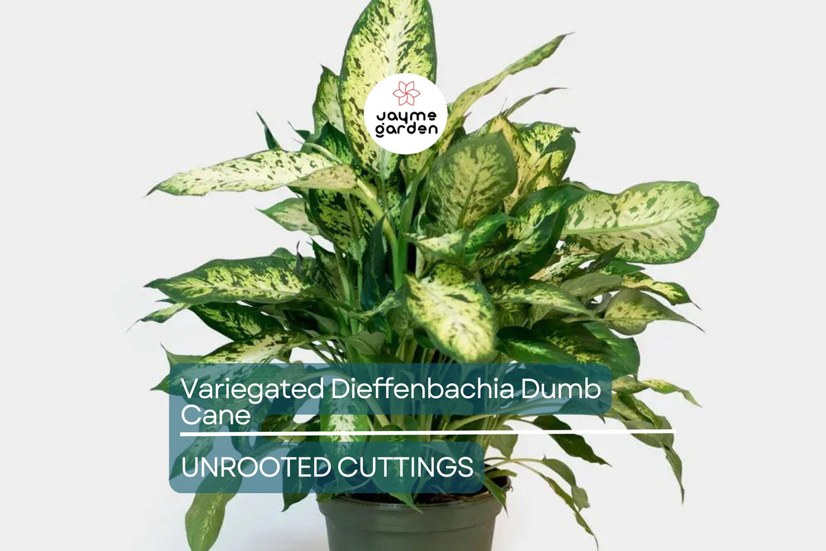 Variegated Dieffenbachia Cutting 4-8" | Rare Dumb Cane Houseplant | Air-Purifying, Fast-Growing, Green & White Foliage