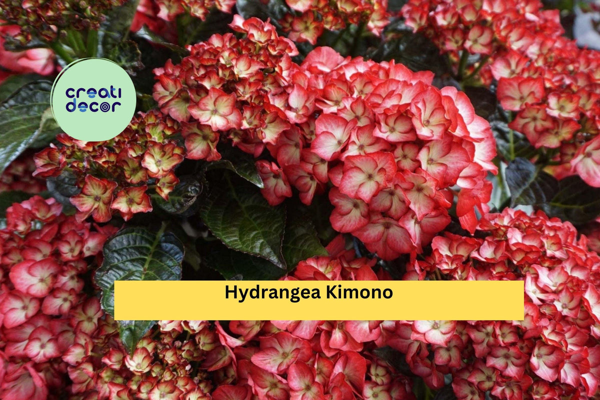 Hydrangea Kimono Starter Set - 4 Live Rooted Plants | Ornamental Flowering Shrubs for Garden Borders & Containers