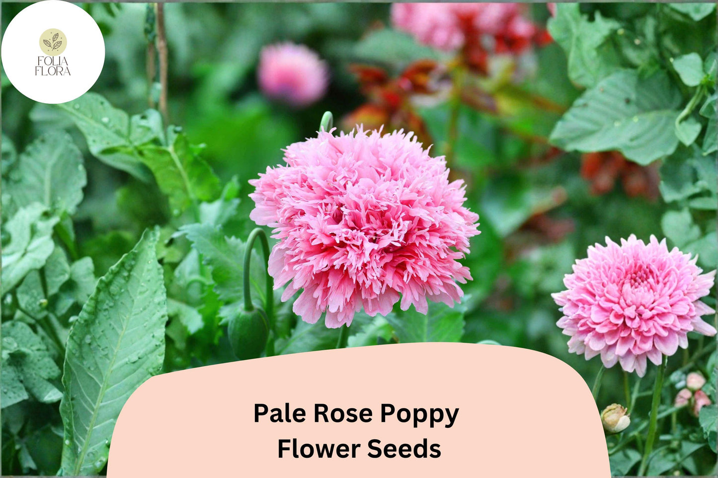 200+ Pale Rose Poppy Seeds – Soft Pink Perennial Flowers, Easy to Grow, Pollinator Friendly
