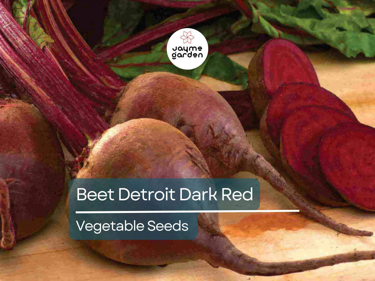 Beet Seeds 1g - Detroit Dark Red Heirloom Non-GMO - Sweet Tender Roots for Juicing & Salads - Beta vulgaris