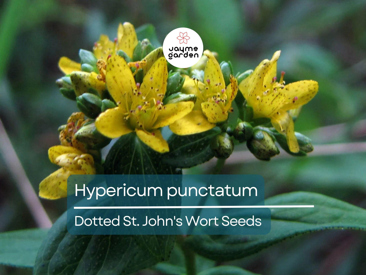 500 Seeds Hypericum Punctatum | Dotted St. John's Wort | Yellow Native Perennial Wildflower | Pollinator Plant & Medicinal Herb