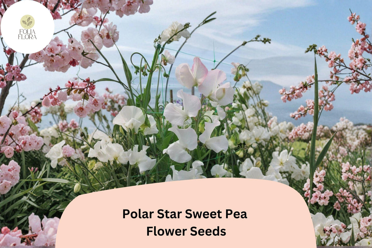 Sweet Pea Seeds (50+ Seeds) | Polar Star White Climbing Vine | Lathyrus odoratus | Fragrant Garden Planting