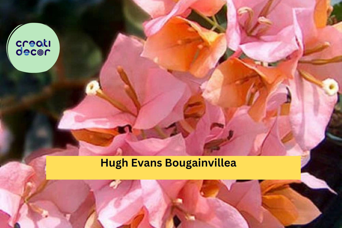 Live Starter Plug Plant Bougainvillea 'Hugh Evans' - Bright Pink Flowering Vine, Bougainvillea glabra for Garden & Patio