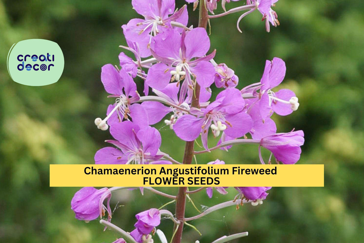 Fireweed Seeds 30mg 3pcs Pink-Purple Wildflower Chamaenerion angustifolium Hardy Perennial for Garden Planting