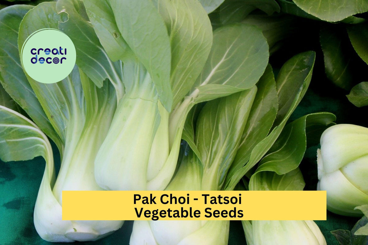 Tatsoi Pak Choi Seeds (3x500mg) - Fast Growing Asian Leafy Greens, Brassica rapa subsp. narinosa, for Garden & Containers