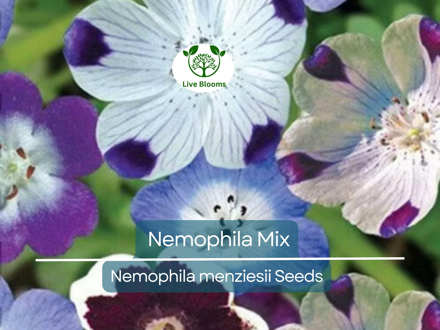 500 Seeds Nemophila Mixed Colors - Non-GMO, Easy to Grow Spring Bloomer, Pollinator-Friendly Annual
