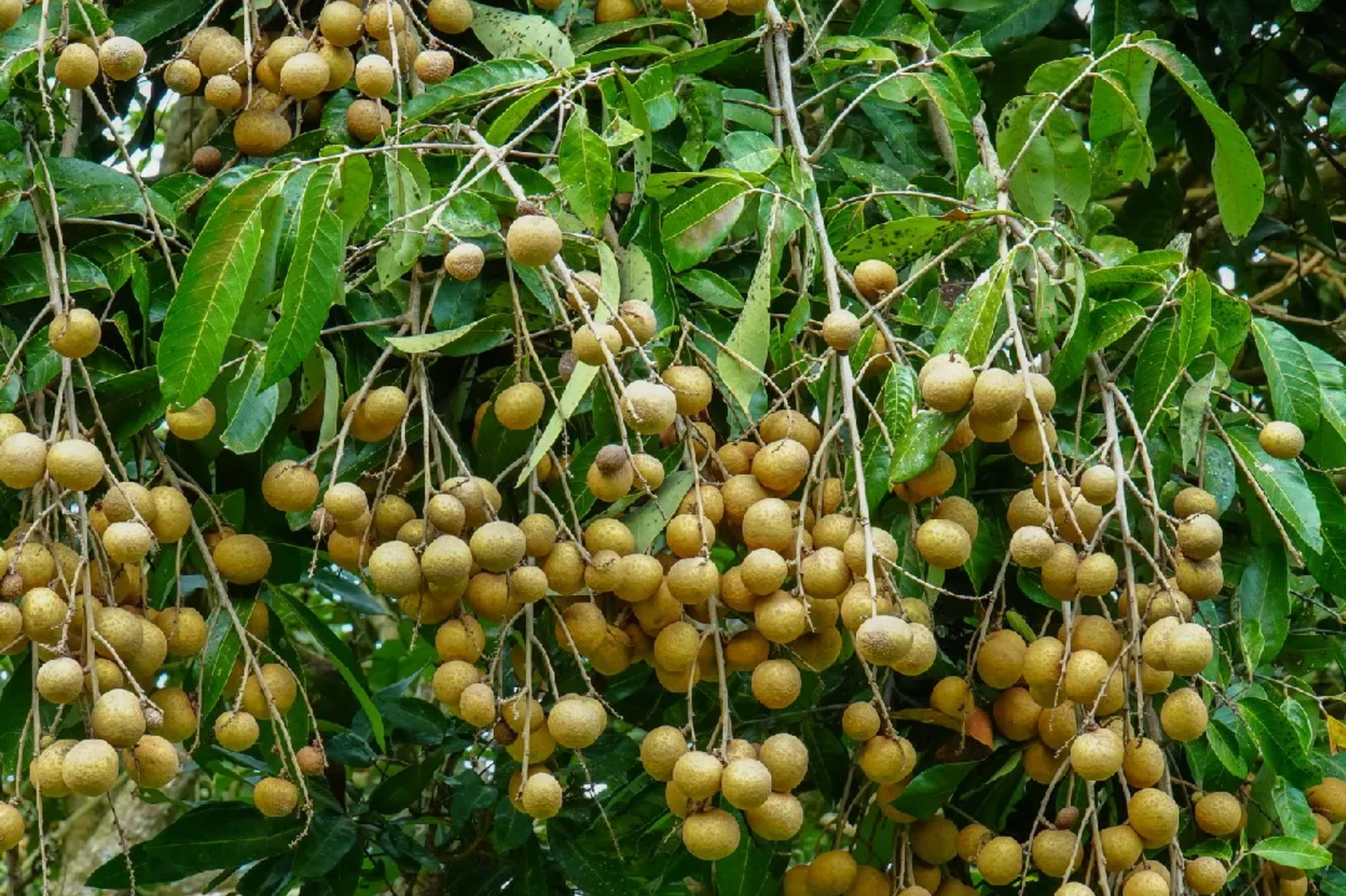 Grafted Longan Tree 12-24 Inches Tropical Fruit Tree Dragon's Eye Fruit Dimocarpus longan