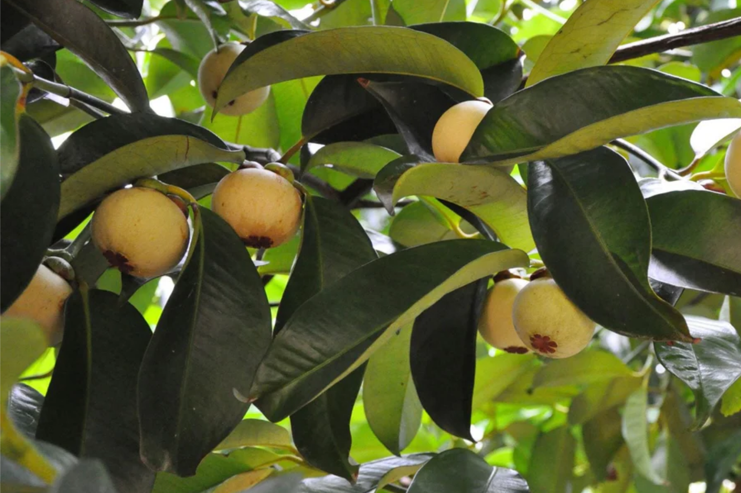 Mangosteen Tree Starter Plant - Garcinia Mangostana Exotic Tropical Fruit Tree with Sweet & Tangy Flavor